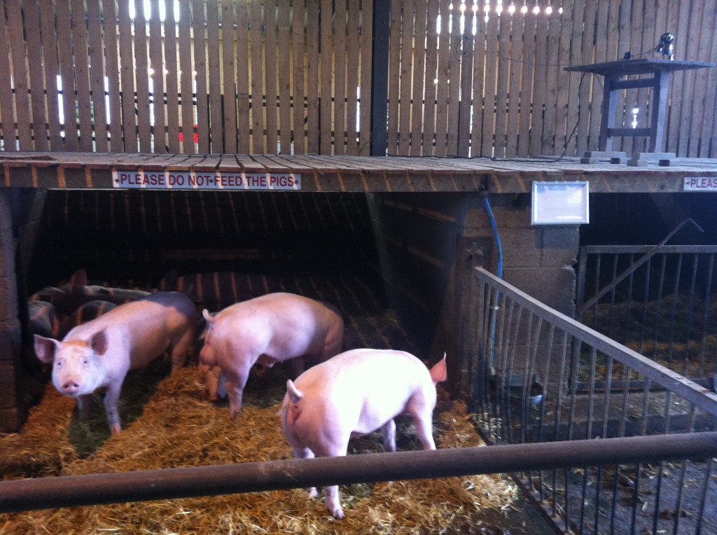 Pig Cam - Rand Farm Park
