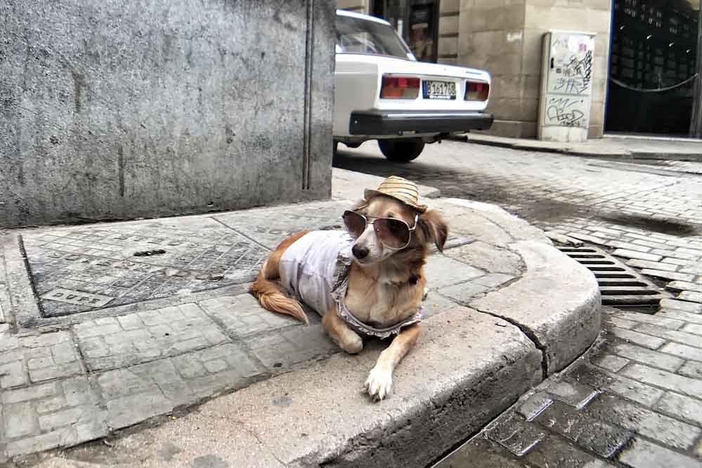 You can teach an old dog new tricks